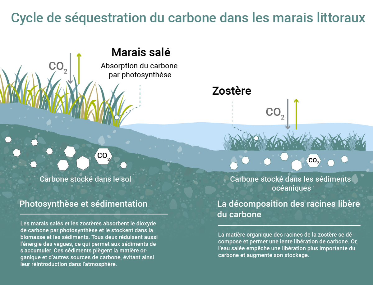 Cycle de séquestration du carbone dans les marais littoraux
