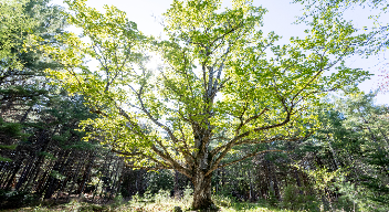 Printemps avec l'érable grand-mère